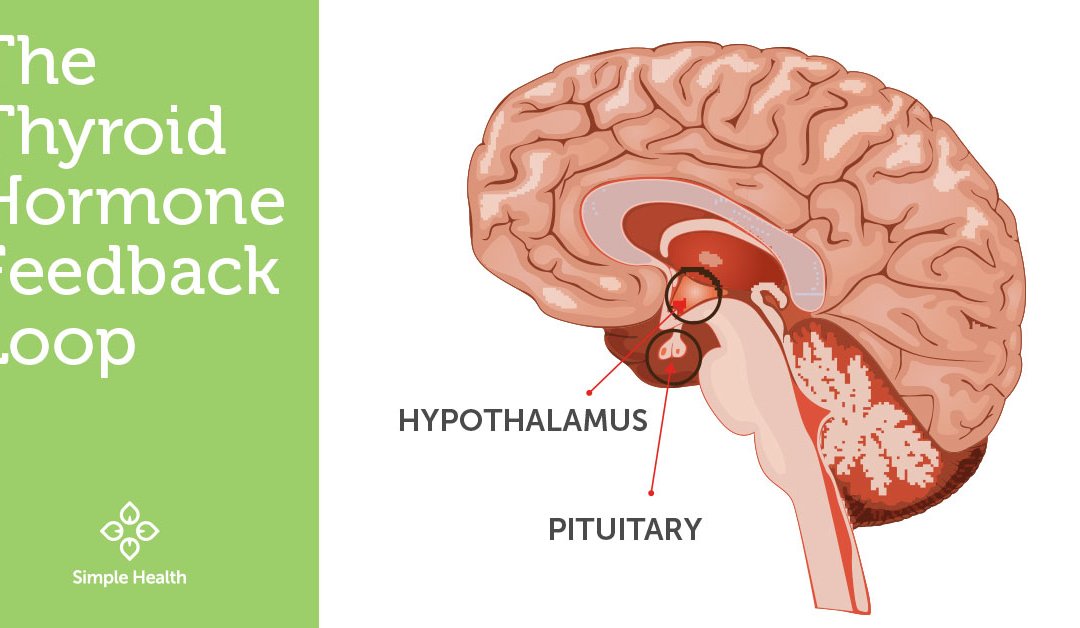 The Thyroid Hormone Feedback Loop